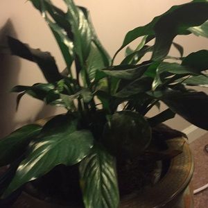 Meet your Posher, Carson